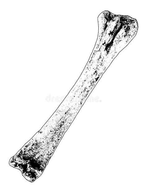 Hand Drawn Realistic Sketch Human Bone Stock Illustration