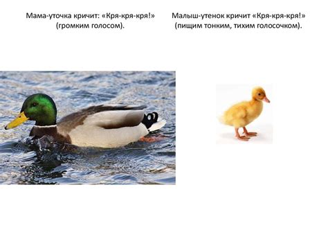 Кто как кричит - презентация онлайн