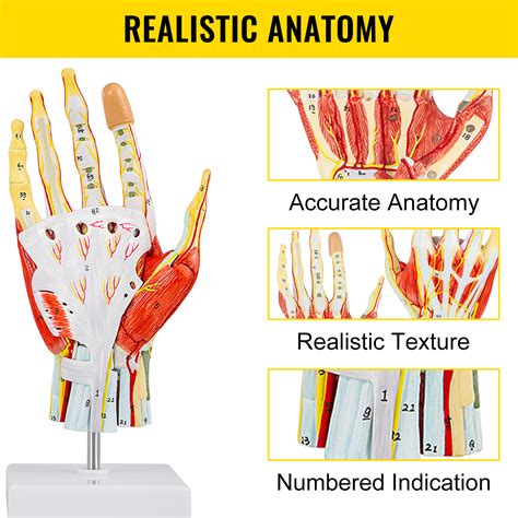 VEVOR Anatomical Hand Model Ligaments 7-Part Model Hand for Anatomy