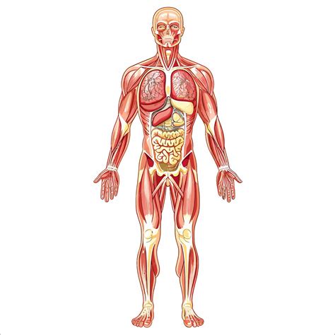 O'corpo Humano - Anatomia do corpo humano | vetor Premium gerado com IA