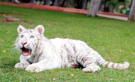 Bengal Tiger Cubs Images