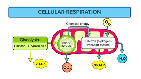 What is the primary function of glucose in cells?