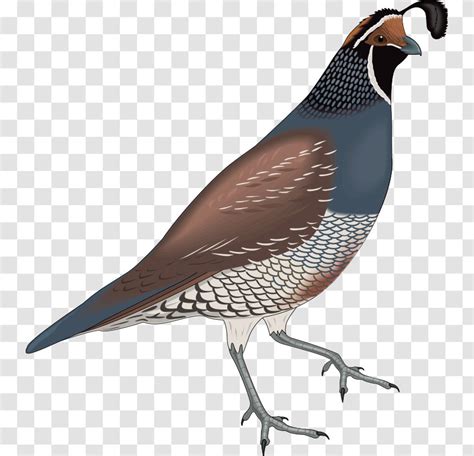 California Quail Bird Clip Art Free Content Vector Transparent PNG