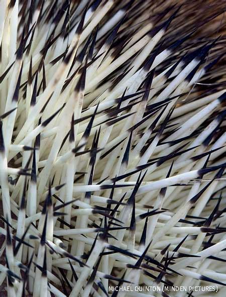 North American Porcupine Quills