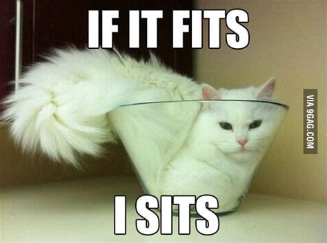 Cat Sits And Tits 9GAG