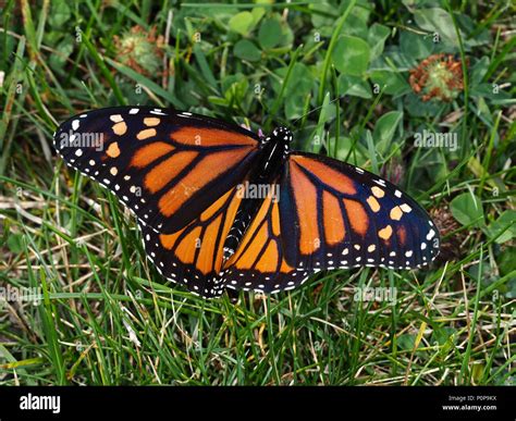 Female Monarch Butterfly Danaus Plexippus In New York State Usa