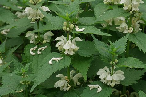 Lamium Album