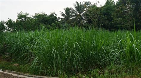 rumput gajah sebagai pakan ternak peternakankitacom