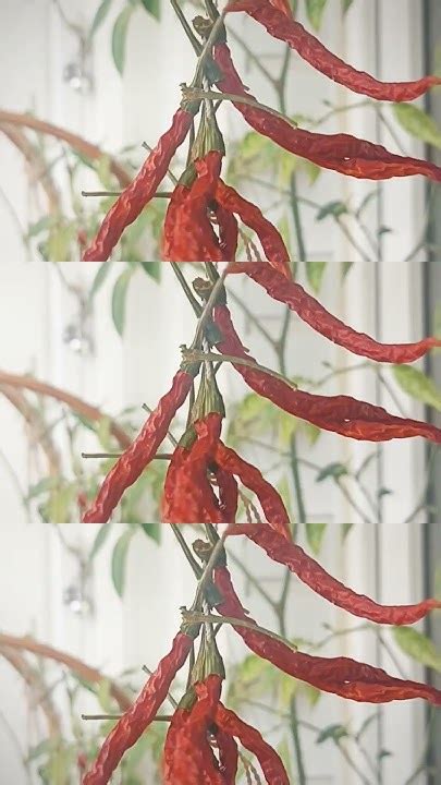 Перец Тайский дракон #garden #огороднабалконе #gardening # ...