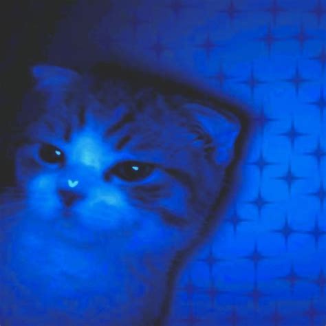 Blue Cat With Hypnotizing Eyes