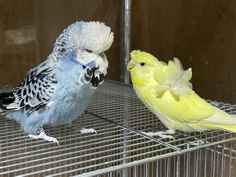 ジャンボセキセイインコ（大型セキセイインコ）について | BirdRoom Momo