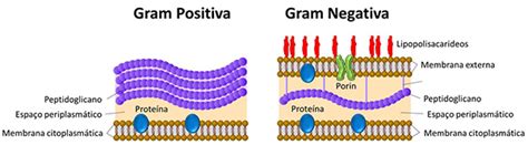 Diferença Entre Bactéria Gram Positiva E Gram Negativa