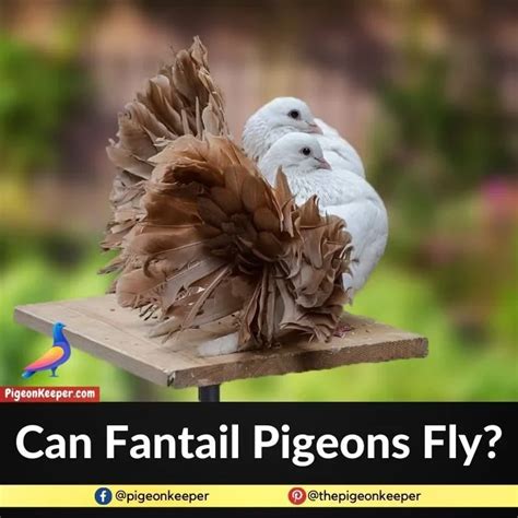 Garden Fantail Pigeon Identification Price And Breeding