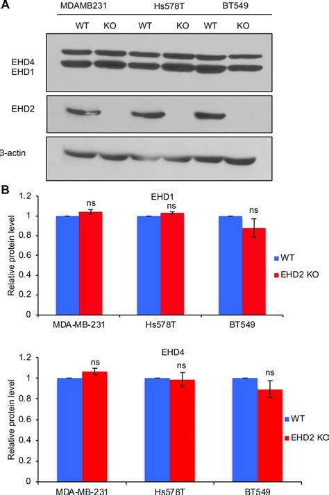 figures  data  ehd overexpression promotes tumorigenesis
