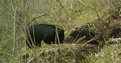 ツキノワグマの子グマ殺し 世界初、学術的に確認 長野のnpo 毎日新聞