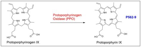 Protoporphyrin IX: A Primer | Frontier Specialty Chemicals