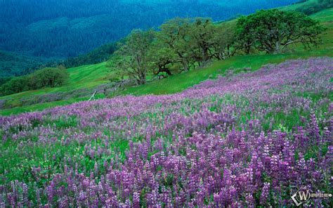 Скачать обои Лавандовый луг (Природа, Трава, Цветы) для рабочего стола ...