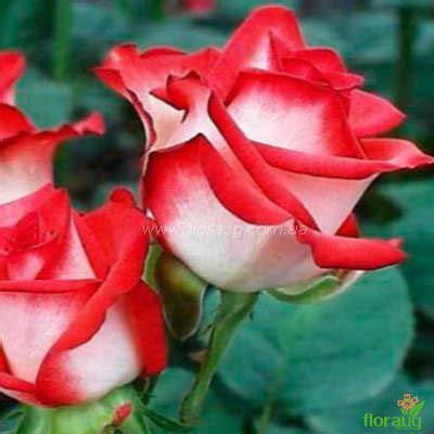 Роза Латин Леди (Latin Lady)