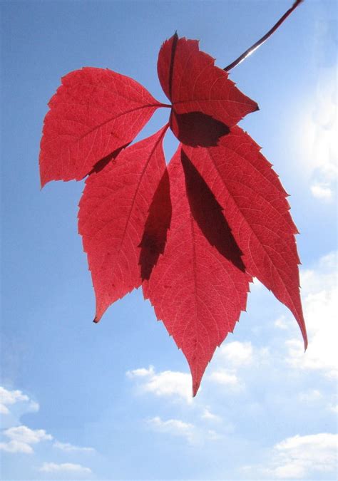 Красный лист :: Владимир Клюев – Социальная сеть ФотоКто