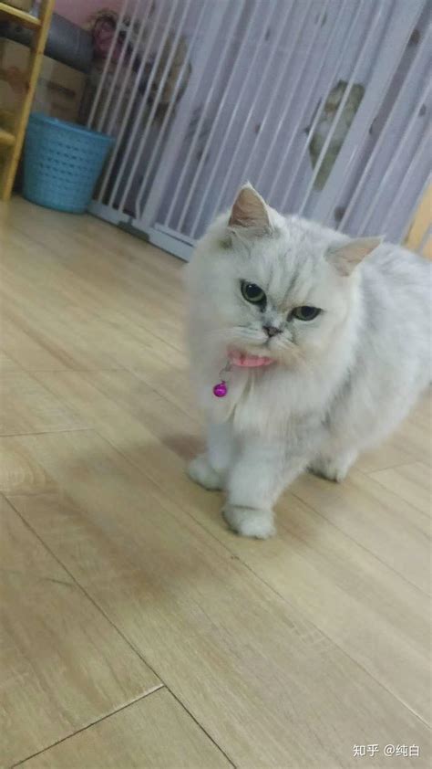 猫咖里的猫咪快乐吗