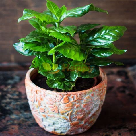 Семена Кофе Арабский Карликовый Кафа, Семена, 5 шт. Цена от 385 руб ...