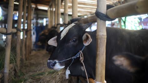 Bipartisan Bill Seeks to Ban Paraguayan Beef in U.S. - Southern Farm ...