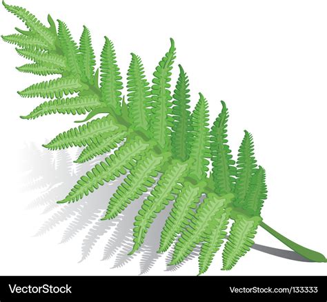 Fern Leaf Royalty Free Vector Image VectorStock