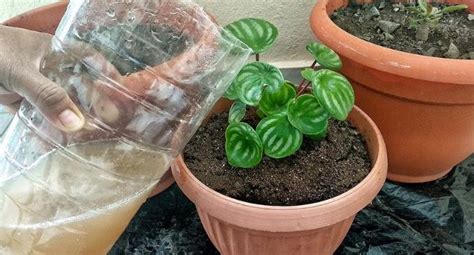 Consejos para hacer que tus Plantas crezcan más rápido BLOGHOGAR