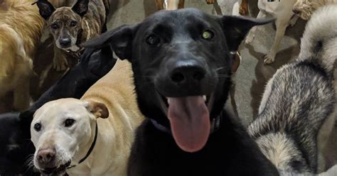 Dog 'selfie': Doggy day care photo captures hearts
