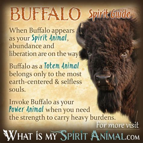 White Buffalo Symbolism And Meaning White Buffalo Spirit Totem And Power