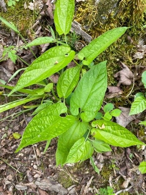 virginia snakeroot host plants  eden  wings nursery fl