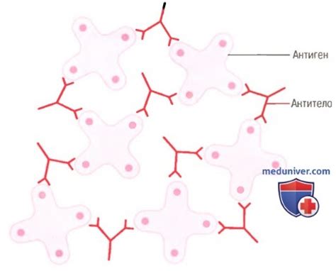 Механизмы действия антител. Система комплемента при активации антител