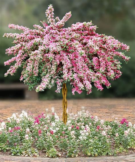 Вейгела в ландшафтном дизайне сада, фото