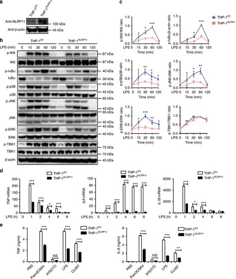 Nlrp11 Inhibits Lps Induced Nf κb Activation A Immunoblot Analysis Of