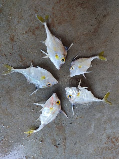 Helicopter Tripod Fish Arrange Beautifully Like A Flower Stock Photo