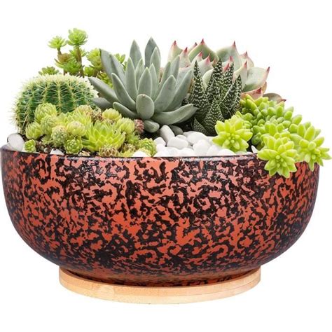 Jardini Re Succulente En Terre Cuite De Cm Avec Drain Et Plateau