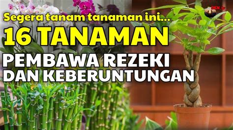 16 Tanaman Hias Pembawa Rezeki Tanaman Hias Pembawa Keberuntungan