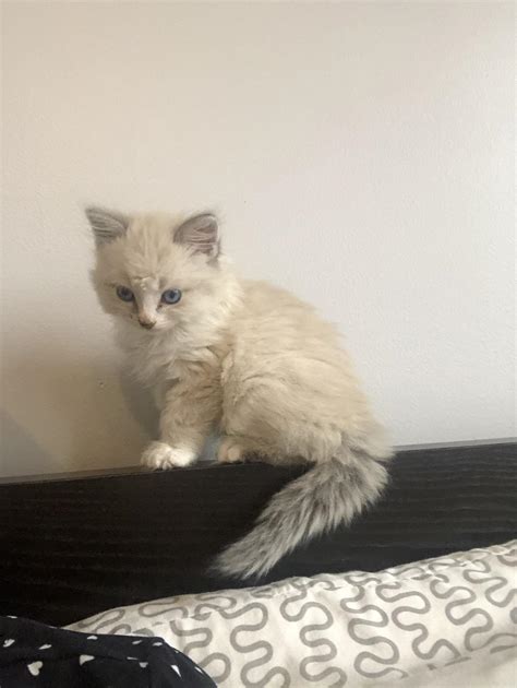 What type of ragdoll is this kitty? Lilac mitted? Or something else