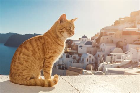 100+ Unique Greek Cat Names for Your Legendary Goddess - LOL Cats