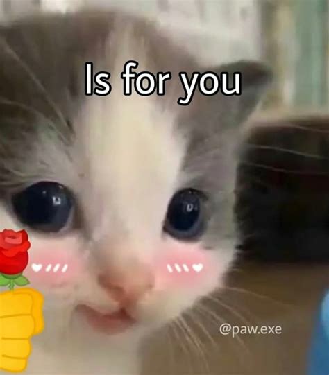 Swaggy Cats™ On Instagram Hehe 😼 Not Hehe 👿 • Credits Edit Credit