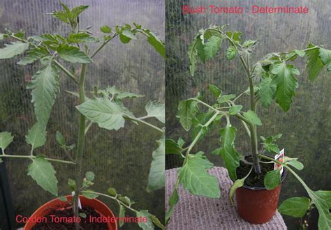 tomatoes removing side shoots