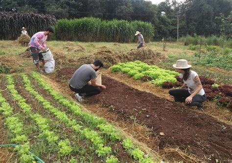 Como É A Vida No Campo - Viver no campo: saiba como é, se é para você e como começar