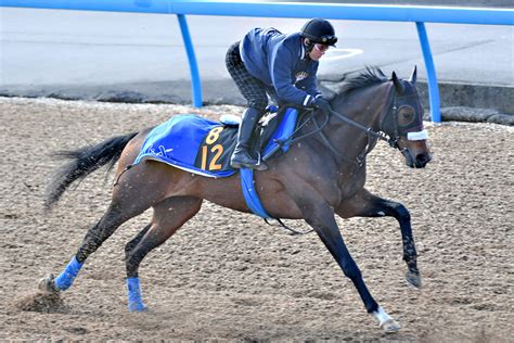 【共同通信杯・追い切り】ダノンザタイガー重賞奪取へ楽々併入 国枝調教師「いい意味で余裕が出てきた」 競馬ニュース・特集なら東スポ競馬