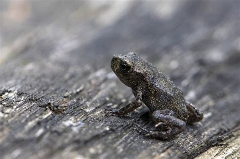 Toad Takeover North Carolina Frog Population Explosively Breeding