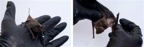 white nose syndrome wind turbines extreme weather ravage texas bats