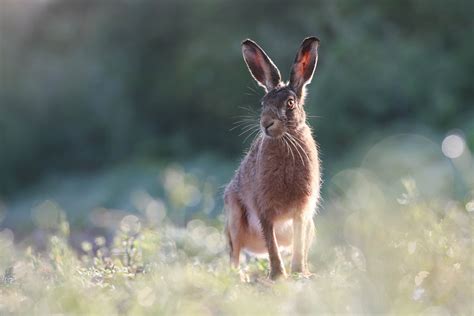 Richard Campion Photography Richard Campion is a British Wildlife Photography Based in Devon ...