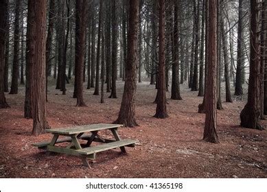 Foggy Forest Landscape Naked Trees Picnic Stock Photo 41365198 Shutterstock