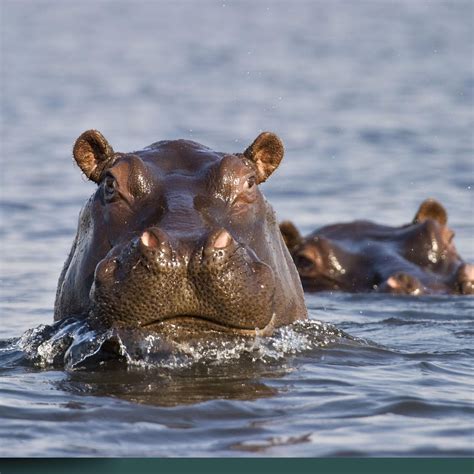 What to do with the cocaine hippos | Newstalk