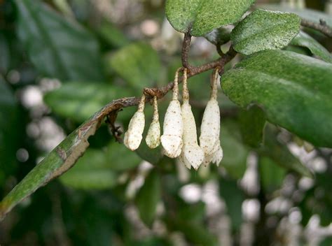 Elaeagnus pungens - UF/IFAS Assessment - University of Florida, Institute of Food and ...