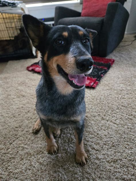 New Hope Cattle Dogs Rescue - New Hope Cattle Dogs